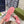 GG ACE GG SUPREME TRAINER IN PELLE DI VITELLO ROSA BRILLANTE