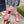 GG ACE GG SUPREME TRAINER IN PELLE DI VITELLO ROSA BRILLANTE