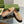 BLONDIE LOGO-PLAQUE LOAFERS IN ECRU BEIGE SUEDE