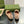 BLONDIE LOGO-PLAQUE LOAFERS IN ECRU BEIGE SUEDE