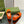 BLONDIE LOGO-PLAQUE LOAFERS IN TIGER ORANGE SUEDE