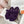 chypre sandal purple lamb wool