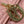 MY CD 24 TOP HANDLE BAG PINK LAMBSKIN