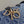 MEDIUM TOUJOURS 28 BLUE DENIM OBLIQUE JACQUARD