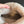 UGG Mini Potato Boots Light Taupe Suede Shearing