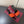 GG 26s Mule Sandals Crystal Orange Satin