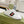 sneaker gg ace in vitello bianco con ape