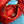 miu wander hobo medium 23cm red metalasse lambskin