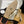 slingback piatte beige pelle di capra grosgrain nero