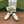 Horsebit Mule White Patent Calfskin