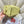 CC 25C Hobo Bags 26cm Light Lemon Yellow Calfskin