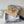 CD 2026 Freesia Bi-fold Wallet Lambskin