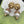 GG LION HEAD PEARL COLORED DIAMOND EARRINGS