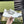 SNEAKERS GG IN PELLE BIANCA GRIGIA
