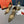 CL Maia Labella 100mm Pumps Strass and Speccchio Leather Gold