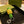 GG Pineapple Charm