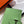 Mini portafoglio HM Bearn da 10 cm in pelle Epsom Vert Criquet