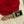 Spilla CC Oro 159497