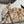 CC 2026 Hobo Bag 22cm Beige Black Plush Leather