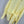 Chanel 2026 Collared Long-sleeved Shirt Yellow Cotton 358050