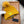 BEANIE HAT IN MUSTARD YELLOW WOOL 352365