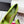 RV Rose Vivier Flower Pumps 10cm Pink Green Satin 617295
