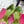 RV Rose Vivier Flower Sandal 10cm Pink Green Satin 617302