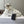 Prada Strappy Sandals 5.5cm White Leather 728560
