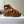 Prada Strappy Sandals 5.5cm Brown Leather 728561