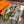 HM 25 foulard Arc-en-ciel 140cm Vert Soie Cachemire Coloré 970926