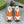 GG Men's Rhyton Sneaker Orange White Calfskin 528954