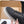 CD Saltwind Sneaker Black Oblique Jacquard Cotton 632435