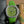 Patek Philippe Nautilus 38.8mm Green Dial Green Strap
