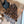 FF Jacquard 180CM Scarf Brown Wool 103618
