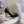 CL Irishell 85 Studded d'Orsay Pumps Black Suede 177126