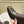 HM Jill Ankle Boot 65mm Black Calfskin  974681
