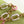 CAPUCINES BB 27 IN PEAR GREEN TAURILLON GOLD HARDWARE