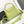 CAPUCINES BB 27 IN PEAR GREEN TAURILLON GOLD HARDWARE