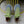LP 360 LP FLEXY WALK SNEAKER PEAR AND STONE WOOL
