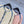 CC 2025 Cardigan en Laine Boutons Perle 325875