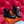 HM Findlay Ankle Boot Black Calfskin 969362