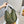 LOE COMPACT HAMMOCK 24 BAG IN OLIVE MELLOW CALFSKIN AND CANVAS