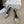 CL Triomphe Sandal 6.5cm Sliver Laminated Lambskin 835895