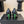 CC 26s Square Toe Pump Black Green Sheepskin 835677