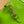 JACKIE NOTTE MINI BAG 19 IN LIME GREEN CRACKED LACQUER CALFSKIN GOLD HARDWARE