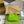 JACKIE NOTTE MINI BAG 19 IN LIME GREEN CRACKED LACQUER CALFSKIN GOLD HARDWARE