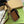 BORSA MINI HORSEBIT 1955 CON MANICO SUPERIORE 18 IN TELA BEIGE E PELLE DI VITELLO MARRONE, FERRAMENTA ORO