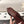 cc 2024k slingback 30mm burgundy suede black pattern calfskin 237502