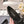 CC 25B Small Bow Buckle Ballet Flats 10mm Black Sheepskin Patent Leather 415747