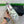 PRA LOAFER IN CAMO PATTERN LIGHT GREEN SUEDE
